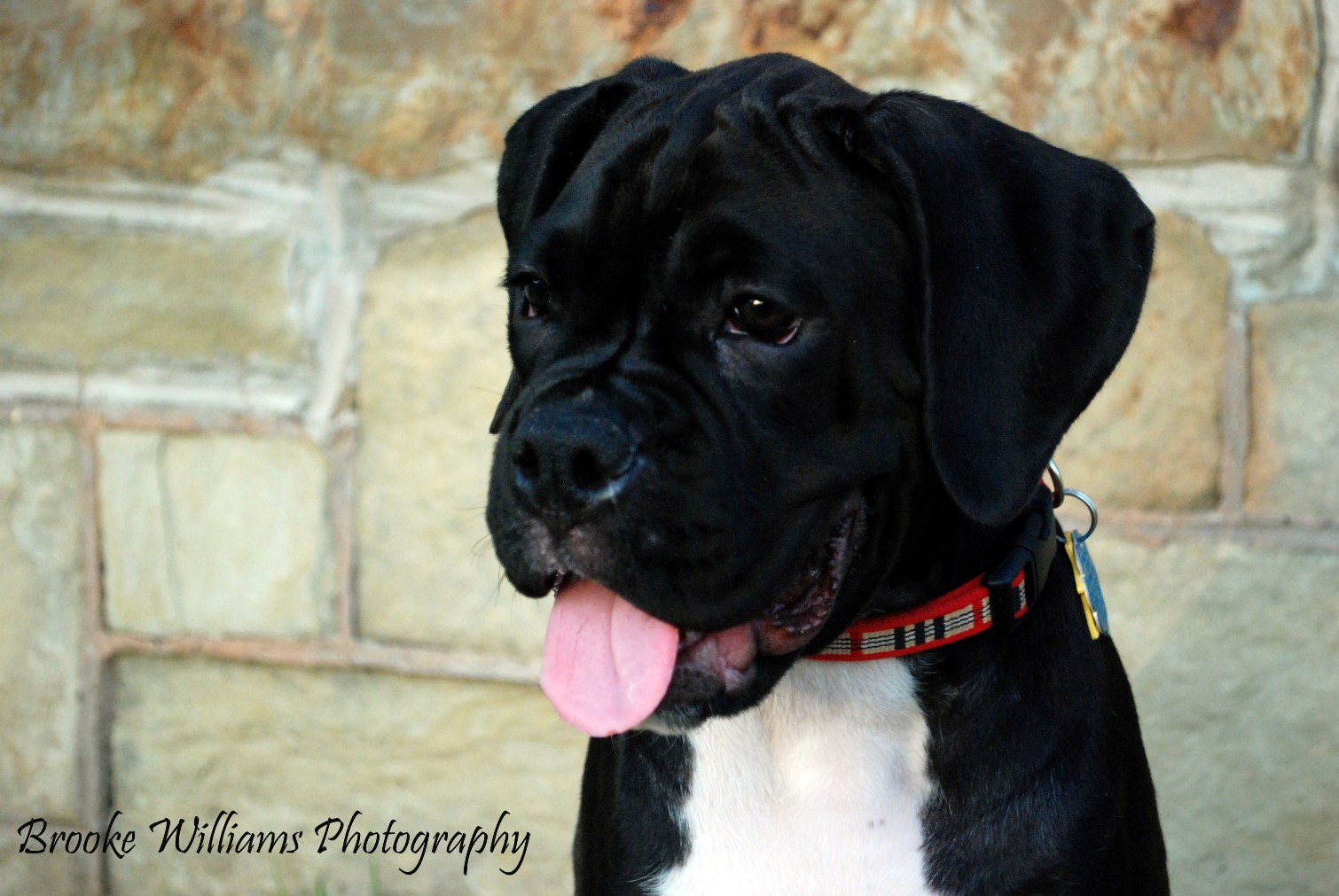 AKC Black Boxer Champion Boxer Puppy For Sale In Texas